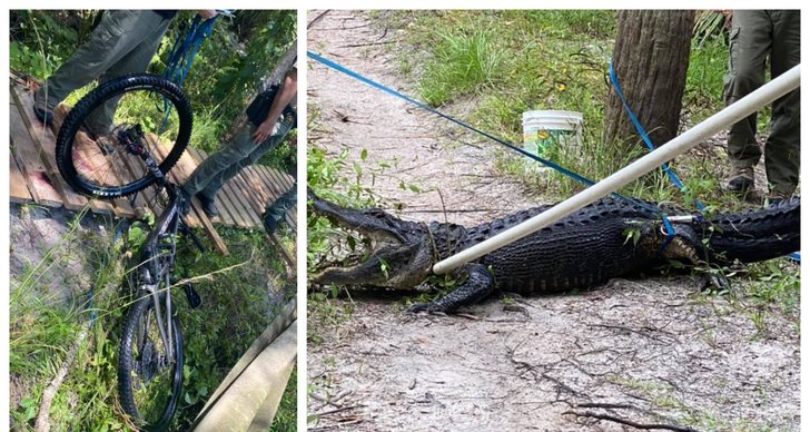 Cyklist, Florida, Alligator
